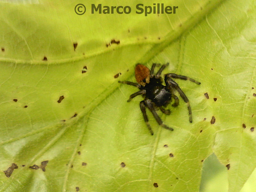 Maschio di Carrhotus xanthogramma - Milano